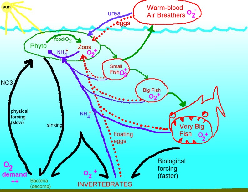 Food Web Fish