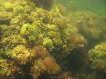 chondrus moss irish crispus ocean water eutrophication