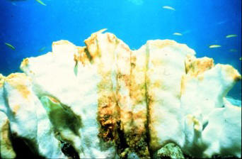 Bleached coral, Bahamas, with small fish (pic from NOAA)