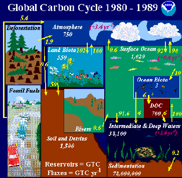 Carbon Cycle Illustration