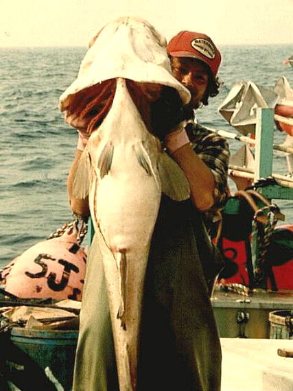 Cod Cod