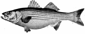 Striped bass