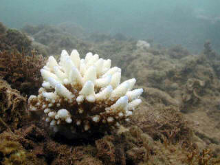 bleached coral