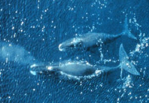 bowhead whales