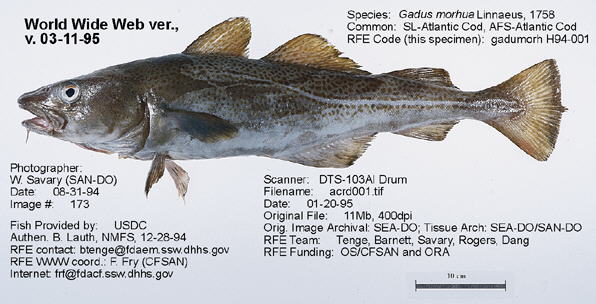 The Disappearing Northern Cod