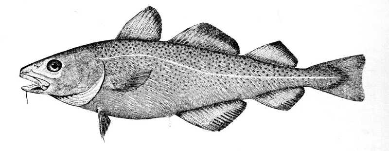 Atlantic Cod