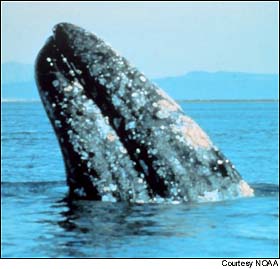 gray whale photo