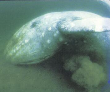 gray whale feeding