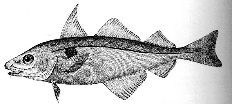 Haddock