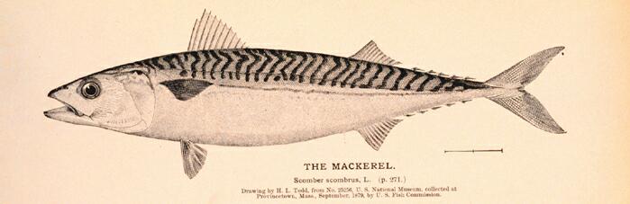 Atlantic mackerel