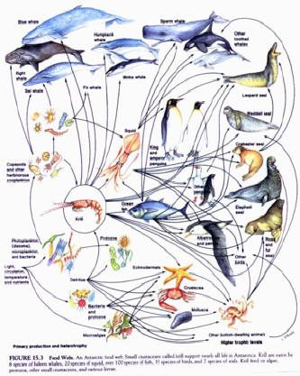 Great barrier reef food web