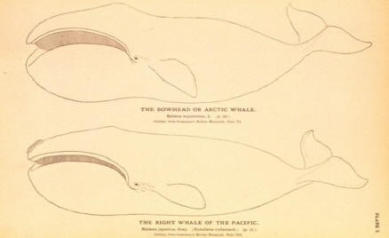 illustration of right whale and bowhead whale