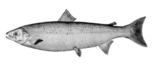 Atlantic salmon