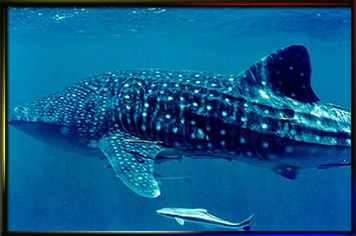 whale shark photo