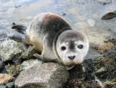 Nova Scotia Seal