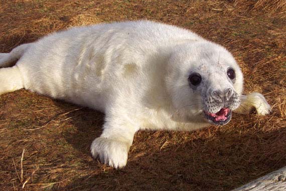 [Image: grey_seals_newborn2.jpg]